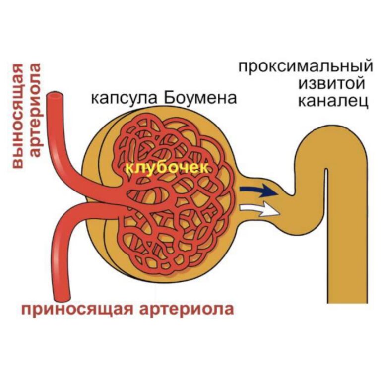 Нефрон рисунок анатомия