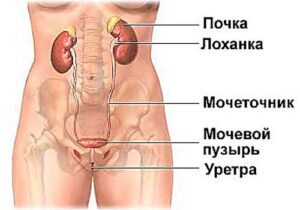 где находится почка