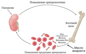 масло амаранта при анемии