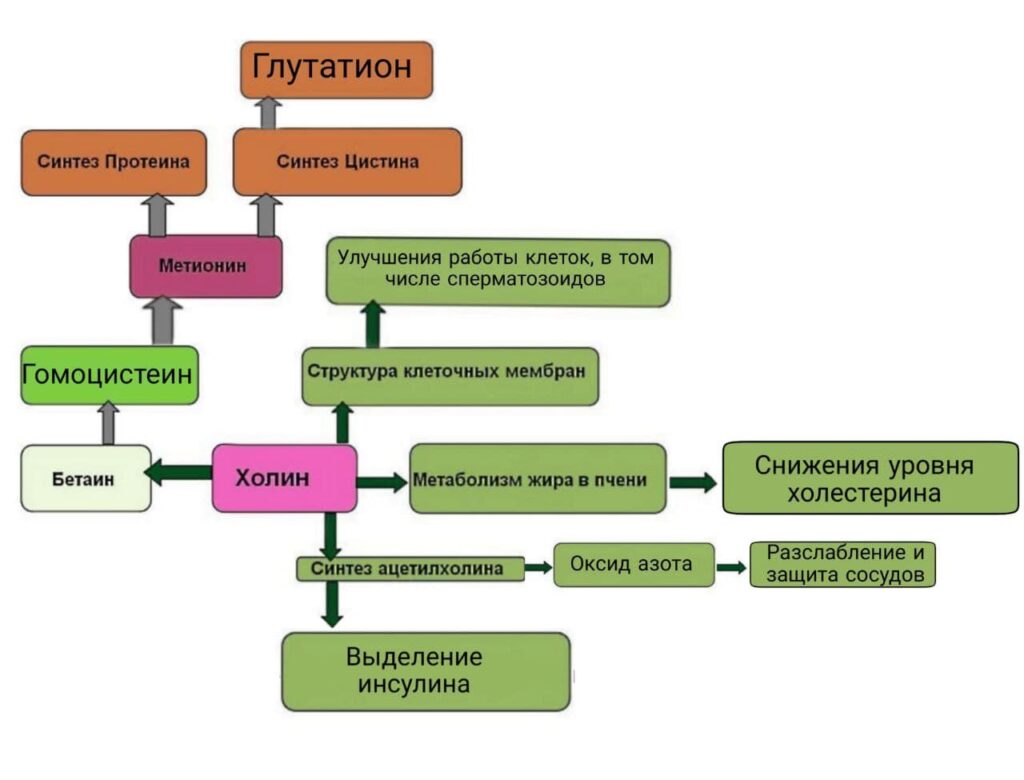 холин и гормоны