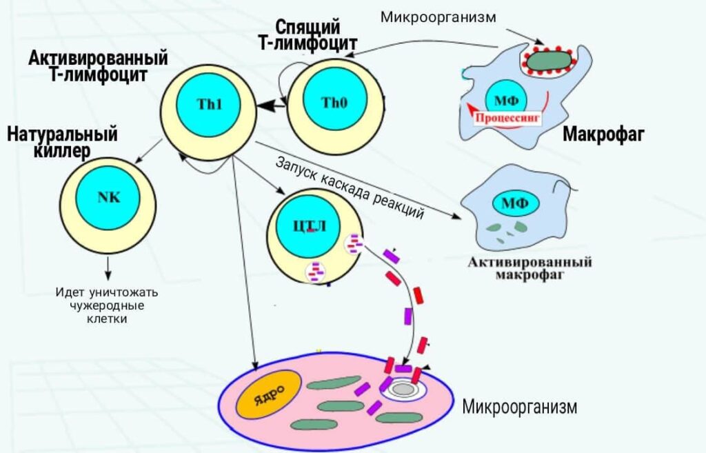 иммунитет и сера