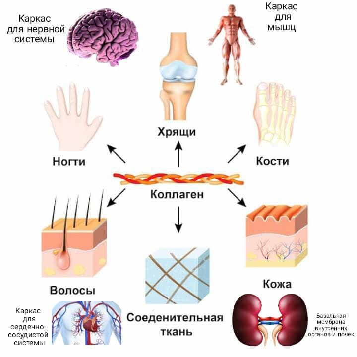 коллаген