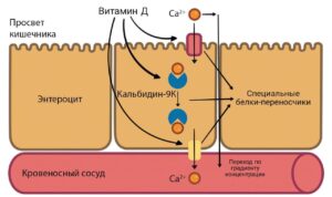 всасывание кальция